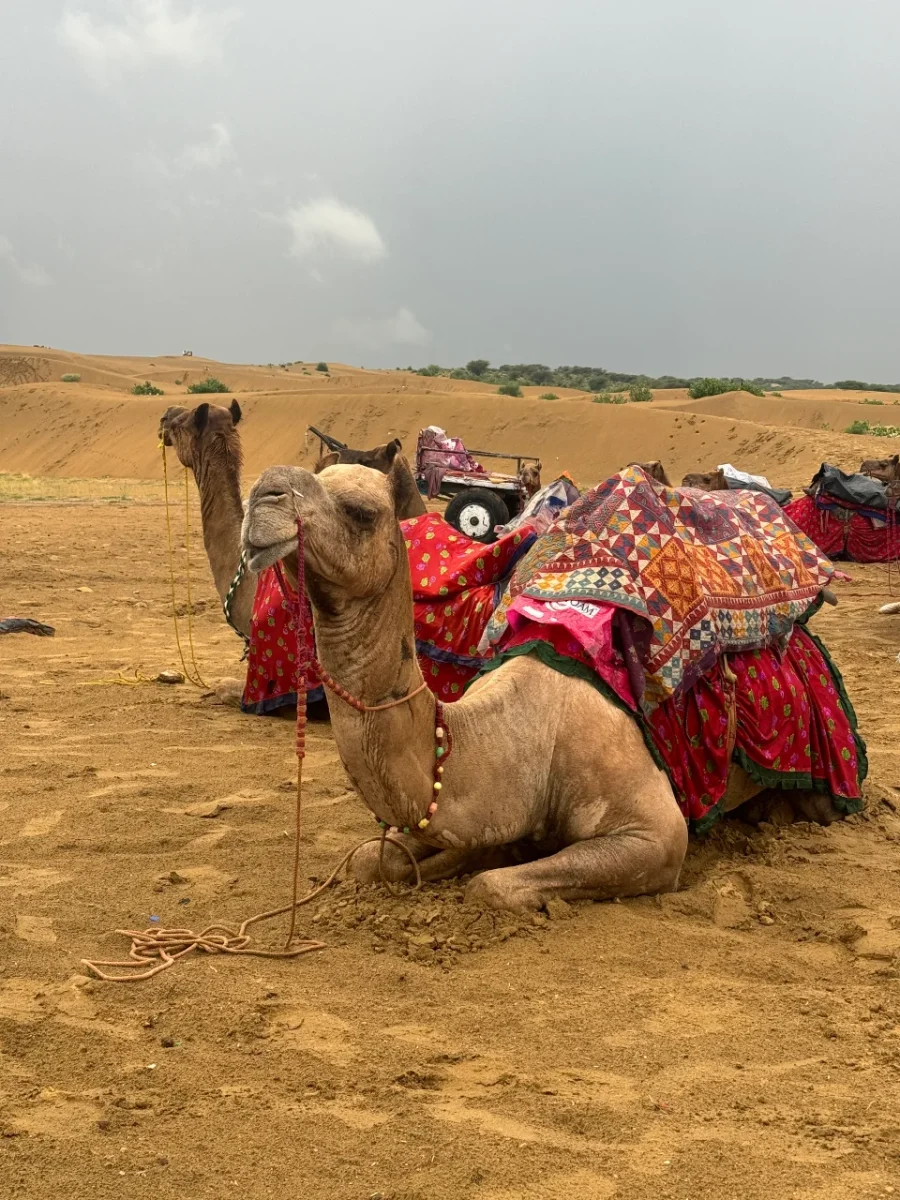 sand dune, desert, camel, rain, rajasthan, jaisalmer
